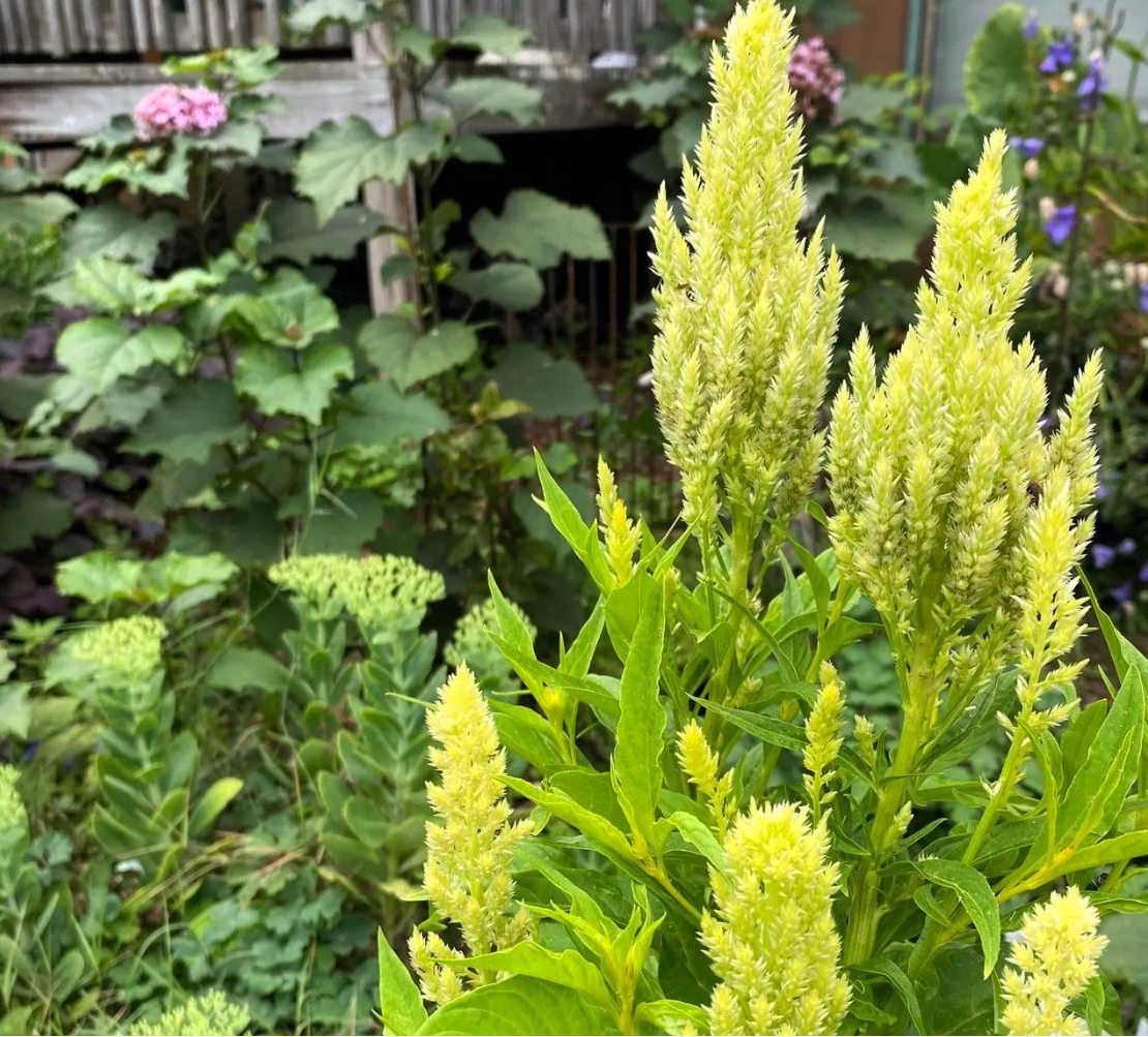 Green Sylphid Celosia